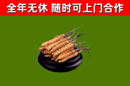 连云回收冬虫夏草