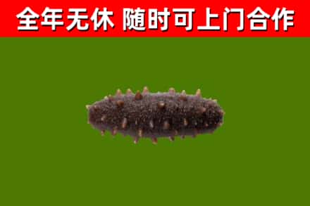 连云回收海参干